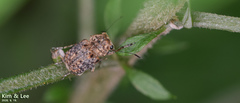 Exechesops leucopis