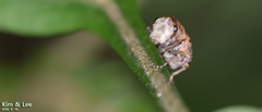Exechesops leucopis