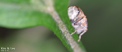 Exechesops leucopis