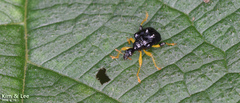 Phymatapoderus