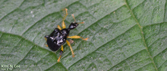 Phymatapoderus