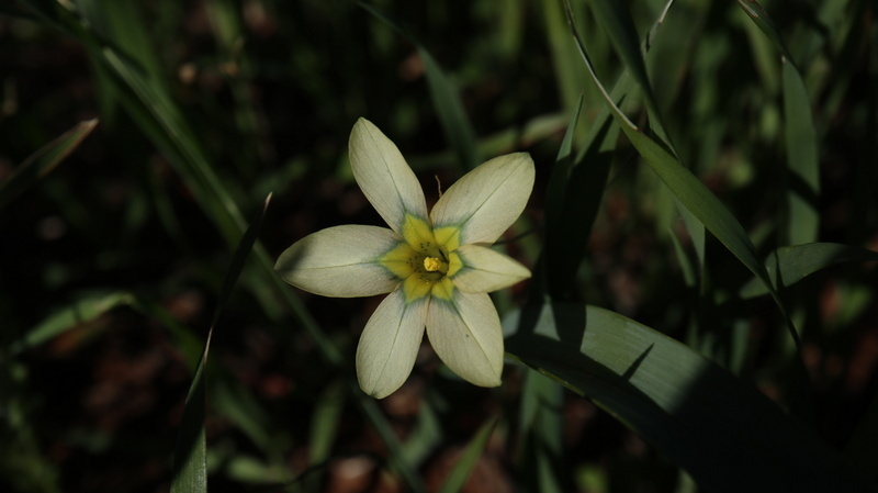 Fragrant Capetulip