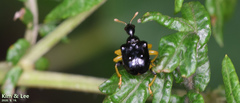 Phymatapoderus