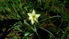 Moraea fragrans