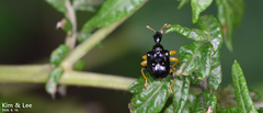 Phymatapoderus