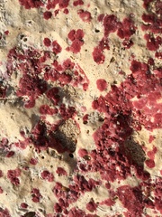 Homotrema rubrum
