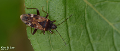 Neolethaeus dallasi