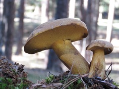 Suillus variegatus