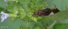 Rhopalus sapporensis