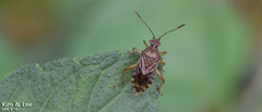 Rhopalus sapporensis