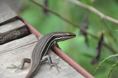 Trachylepis gravenhorstii