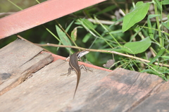Trachylepis gravenhorstii