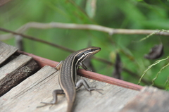 Trachylepis gravenhorstii