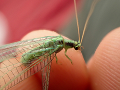 Nineta gravida