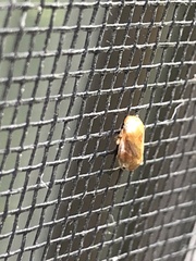 Clastoptera testacea