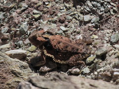 Phrynosoma taurus