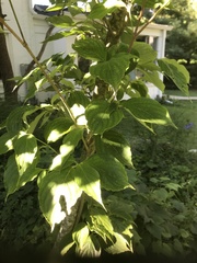 Cornus kousa