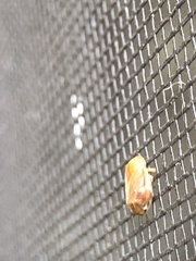 Clastoptera testacea