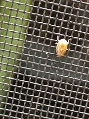 Clastoptera testacea