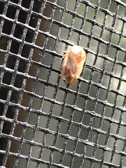 Clastoptera testacea