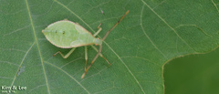 Homoeocerus dilatatus