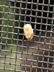 Clastoptera testacea