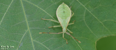 Homoeocerus dilatatus