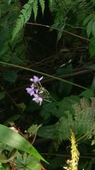 Calanthe masuca