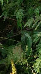 Calanthe masuca