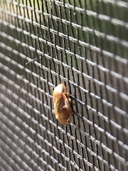 Clastoptera testacea