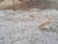 Sphingonotus personatus