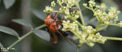Volucella linearis