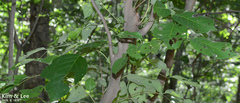 Styrax obassia