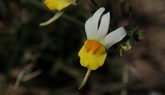 Nemesia ligulata