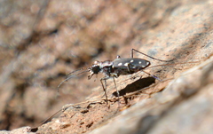 Cicindela