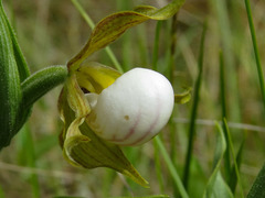 Cypripedium candidum