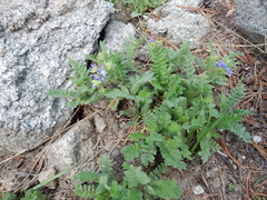 Polemonium californicum