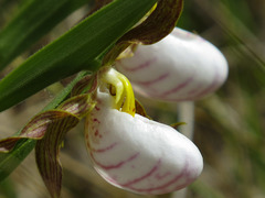 Cypripedium candidum