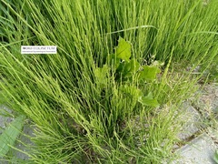 Equisetum arvense