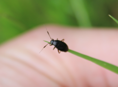 Halticini