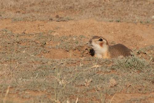 Selevin's Ground Squirrel