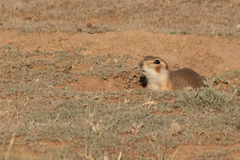 Spermophilus erythrogenys
