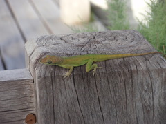 Anolis extremus