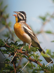 Emberiza poliopleura
