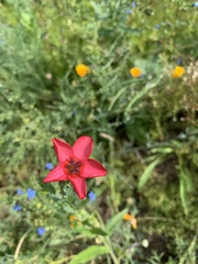 Linum grandiflorum