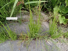 Equisetum arvense