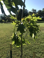 Quercus rubra