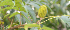 Rhus javanica