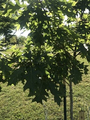 Quercus rubra