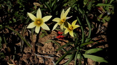 Romulea hirta